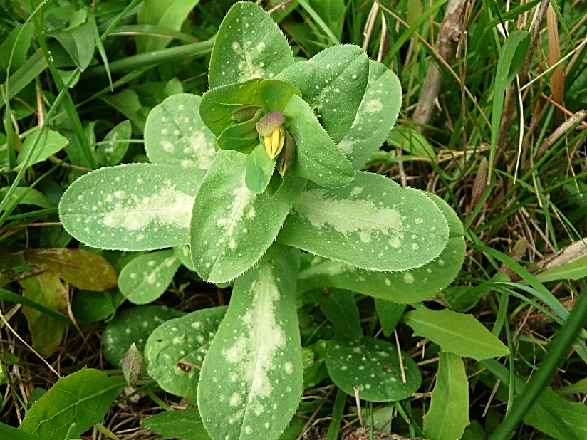 Cerinthe major / Erba-vajola maggiore